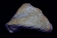 藏品(克布氏飛櫻蛤(模))的圖片